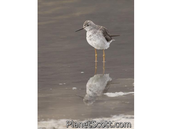 Lesser Yellowlegs (Tringa flavipes)
