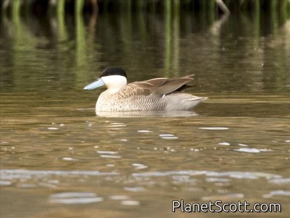 Puna Teal (Spatula puna)