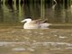 Puna Teal (Spatula puna)