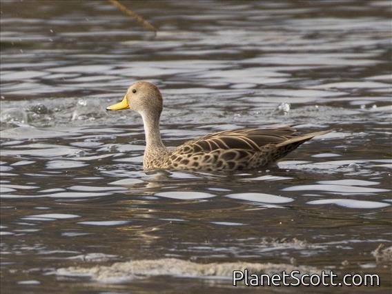 Yellow-billed Pintail (Anas georgica)