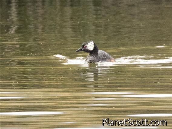 White-tufted Grebe (Rollandia rolland)