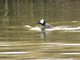White-tufted Grebe (Rollandia rolland)