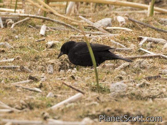 Yellow-winged Blackbird (Agelasticus thilius) - Male