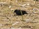 Yellow-winged Blackbird (Agelasticus thilius) - Male