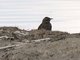 Yellow-winged Blackbird (Agelasticus thilius) - Female