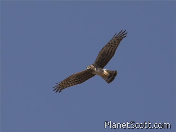 Cinereous Harrier (Circus cinereus)