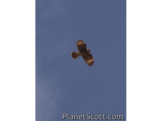 Mountain Caracara (Phalcoboenus megalopterus) - Juvenile