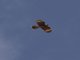 Mountain Caracara (Phalcoboenus megalopterus) - Juvenile