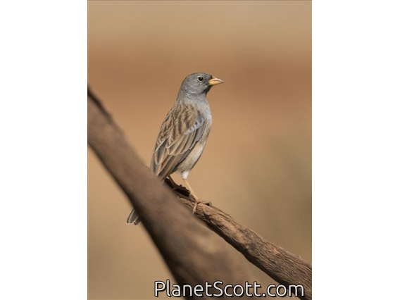 Mourning Sierra-Finch (Phrygilus fruticeti)
