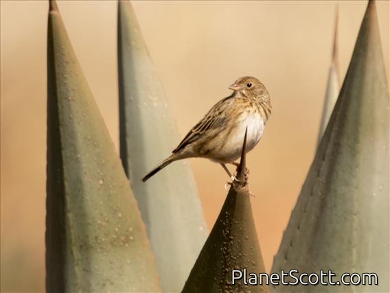 Mourning Sierra-Finch (Phrygilus fruticeti)
