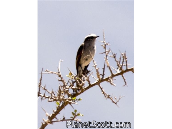 White-browed Chat-Tyrant (Ochthoeca leucophrys)