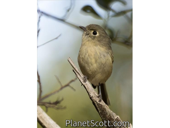 Hutton's Vireo (Vireo huttoni)