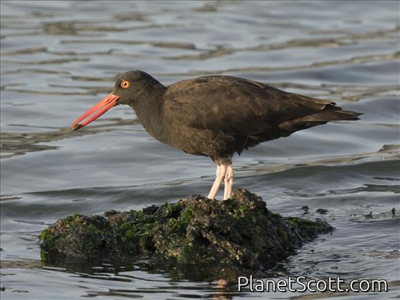 Black Oystercatcher (Haematopus bachmani)