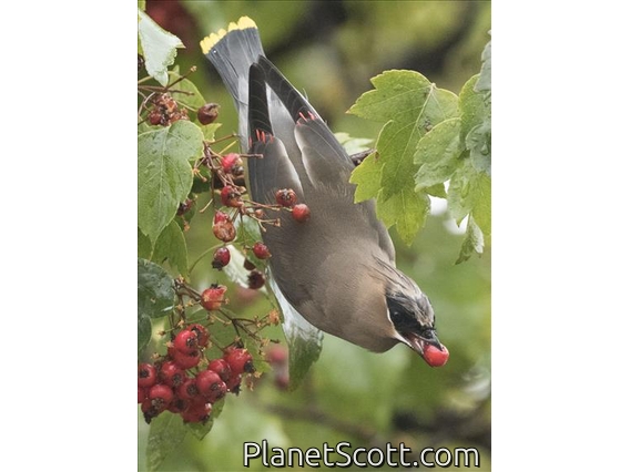 Cedar Waxwing (Bombycilla cedrorum)