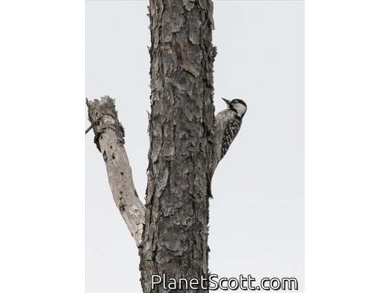 Red-cockaded Woodpecker (Picoides borealis)