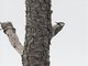 Red-cockaded Woodpecker (Leuconotopicus borealis)
