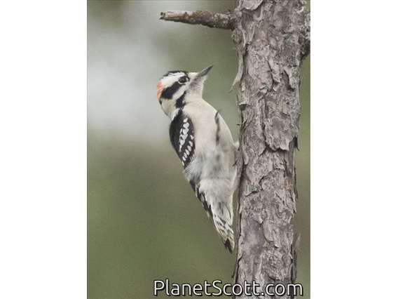 Downy Woodpecker (Picoides pubescens)