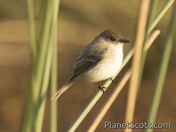 Eastern Phoebe (Sayornis phoebe)