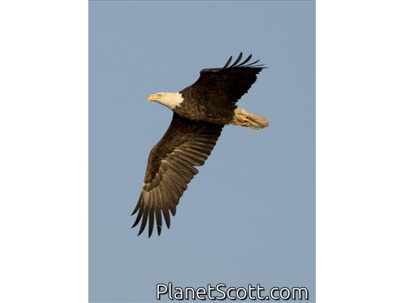 Bald Eagle (Haliaeetus leucocephalus)