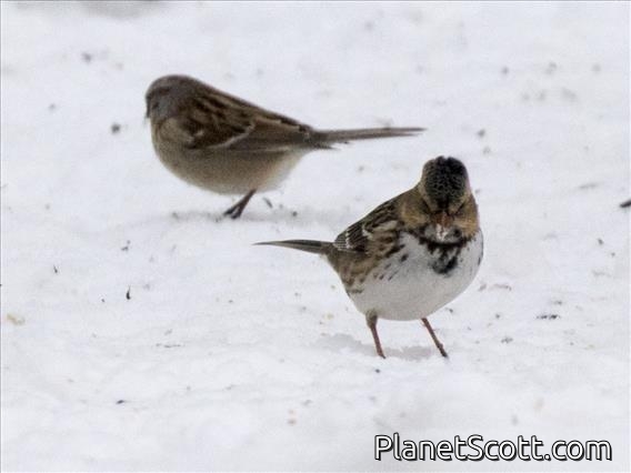 Harris's Sparrow (Zonotrichia querula)