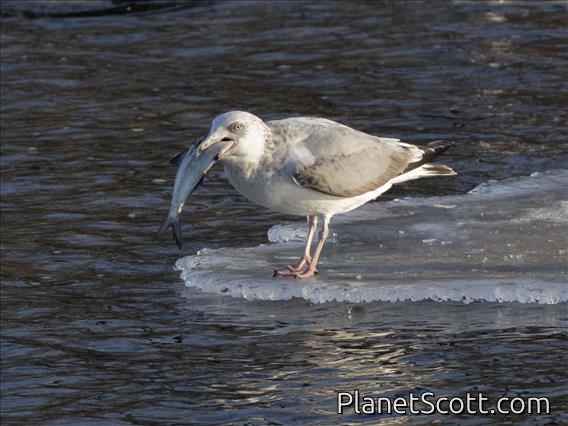 American Herring Gull (Larus smithsonianus) -3rd Winter