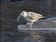 Herring Gull (Larus argentatus) -3rd Winter