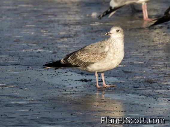 American Herring Gull (Larus smithsonianus) 2nd Winter