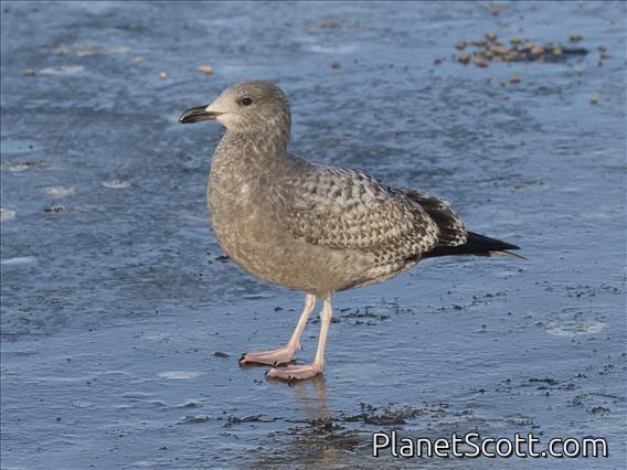 American Herring Gull (Larus smithsonianus) 1st Winter
