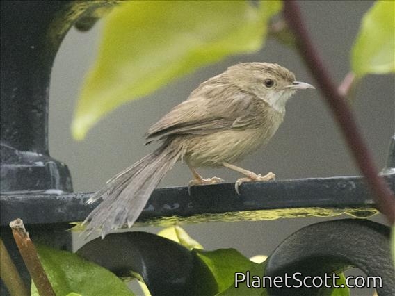 Graceful Prinia (Prinia gracilis)