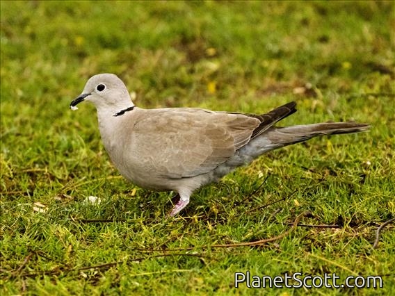 Eurasian Collared-Dove (Streptopelia decaocto)