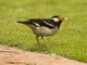 Indian Pied Starling (Gracupica contra)