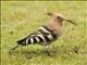 Eurasian Hoopoe (Upupa epops)