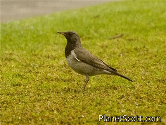 Black-throated Thrush (Turdus atrogularis)