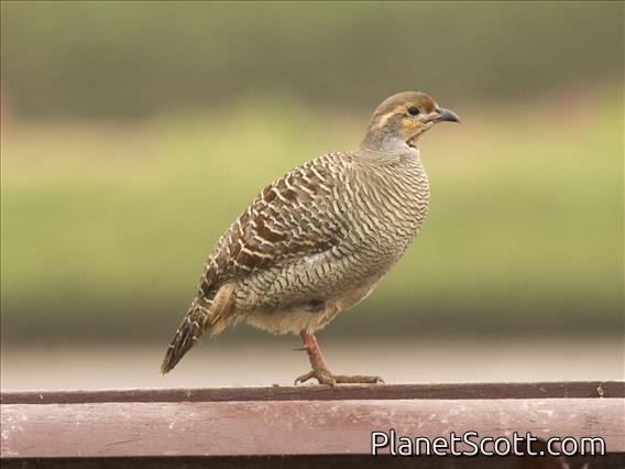 Gray Francolin (Francolinus pondicerianus)