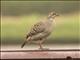 Gray Francolin (Francolinus pondicerianus)