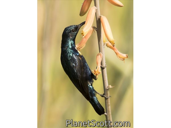 Images for United Arab Emirates