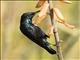 Purple Sunbird (Cinnyris asiaticus)
