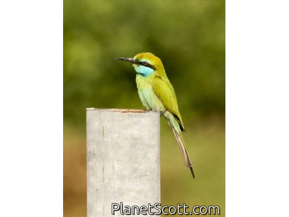 Arabian Green Bee-eater (Merops cyanophrys)