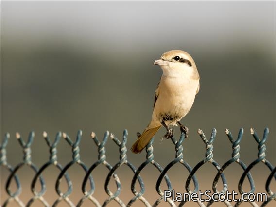 Isabelline Shrike (Lanius isabellinus)