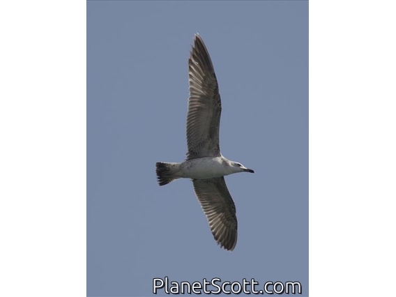 Caspian Gull (Larus cachinnans)