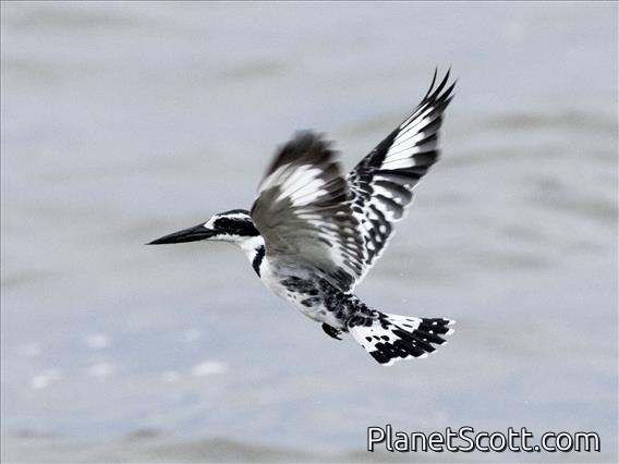 Pied Kingfisher (Ceryle rudis)