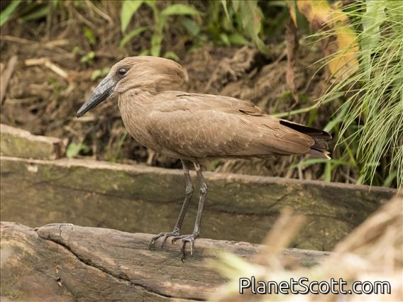 Hamerkop (Scopus umbretta)