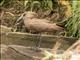 Hamerkop (Scopus umbretta)