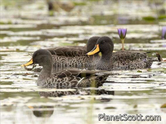 Yellow-billed Duck (Anas undulata)