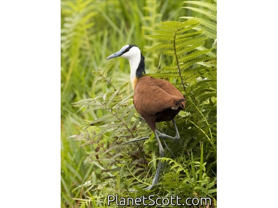 African Jacana (Actophilornis africanus)