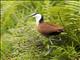 African Jacana (Actophilornis africanus)