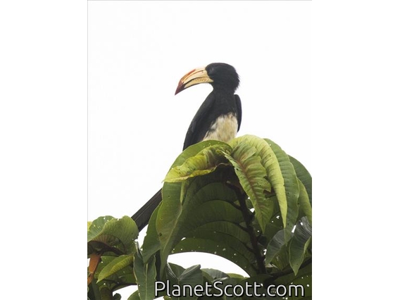 African Pied Hornbill (Tockus fasciatus)