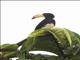 African Pied Hornbill (Tockus fasciatus)