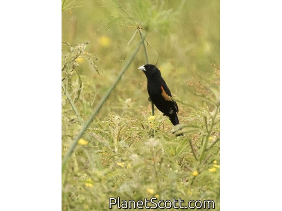 Fan-tailed Widowbird (Euplectes axillaris) - Male