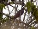 Rufous-bellied Heron (Ardeola rufiventris)